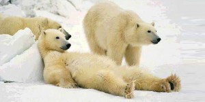 3-lazy-polar-bears